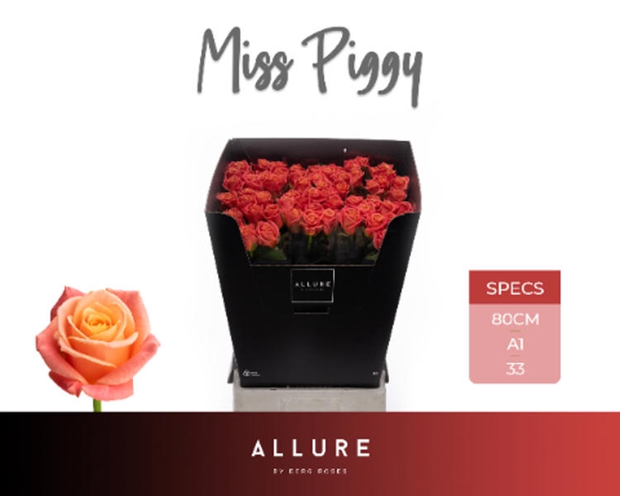 <h4>R Gr Miss Piggy Allure Berg</h4>