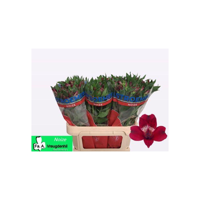 <h4>Alstr Noize</h4>