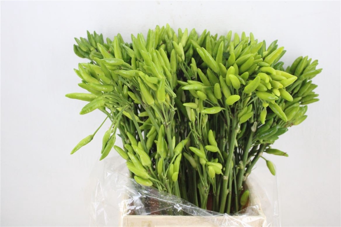 <h4>Pepers Paprika Green P Bunch</h4>