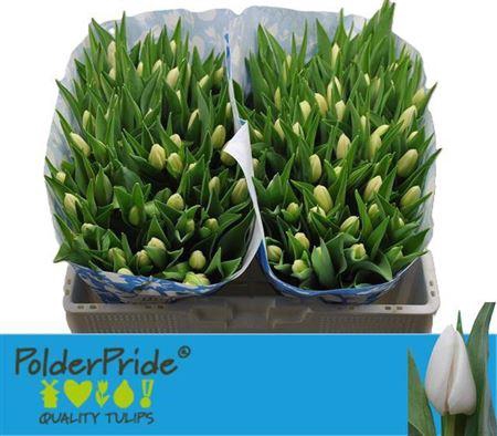 <h4>Tu En Snowmen</h4>