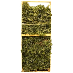Pistacia Pallet