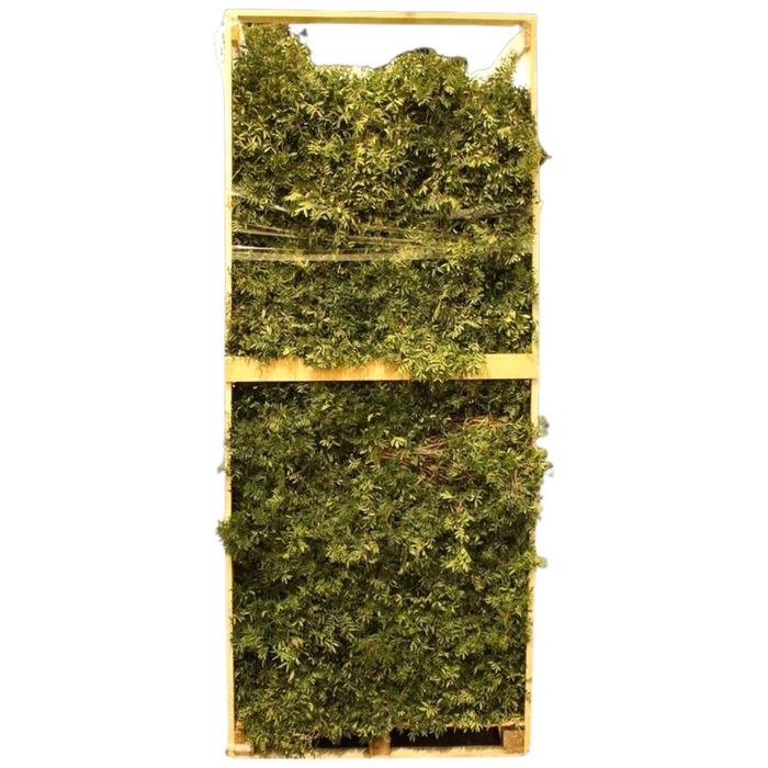 <h4>Pistacia Pallet</h4>