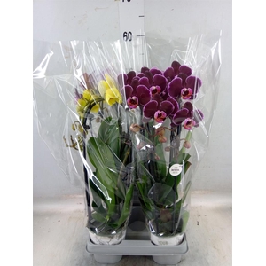 Phalaenopsis   ...mix