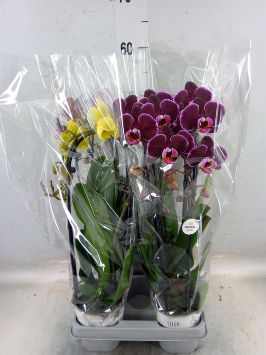 <h4>Phalaenopsis ...mix</h4>