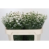 Aster White Gypsy