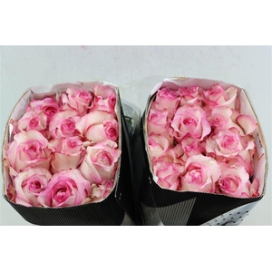 R Gr Juanita Pink