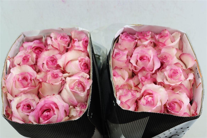 <h4>R Gr Juanita Pink</h4>