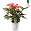 Livium Red 14cm