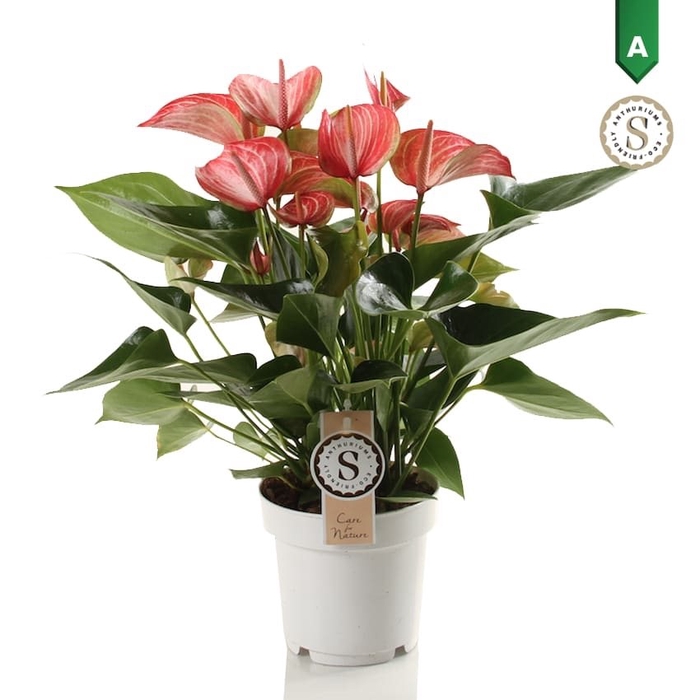 Livium Red 14cm