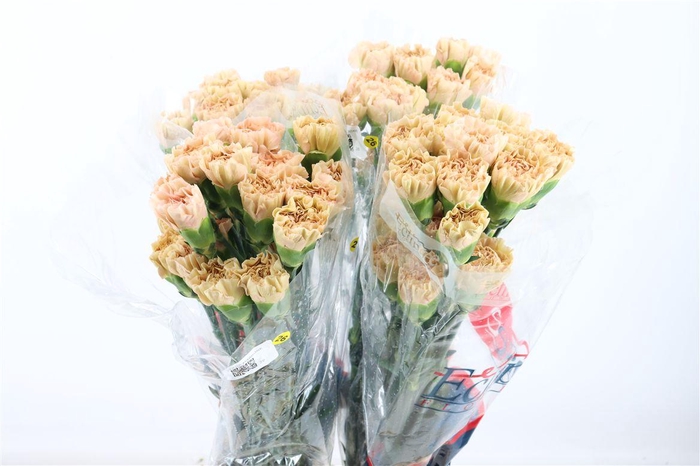 <h4>Di St Lege Marrone</h4>