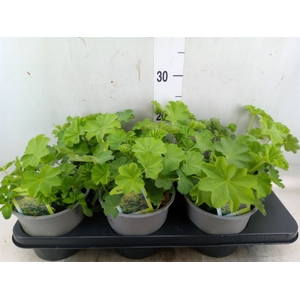 Alchemilla mollis 'Senior'