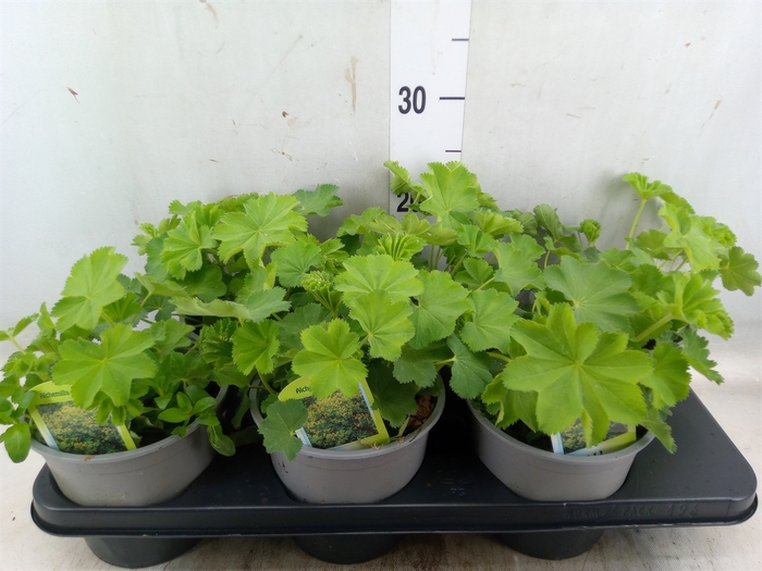 <h4>Alchemilla mollis 'Senior'</h4>