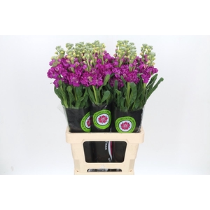 Matthiola Iron Rose