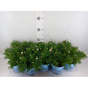 Argyranthemum  'La Rita Comp White'