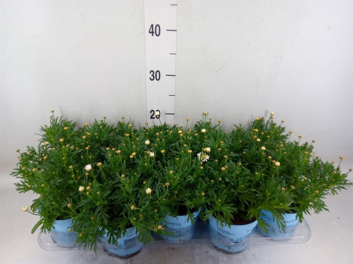 <h4>Argyranthemum  'La Rita Comp White'</h4>