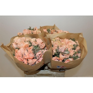 Anem Marianne Powder Orange