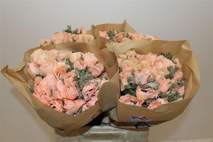 <h4>Anem Marianne Powder Orange</h4>