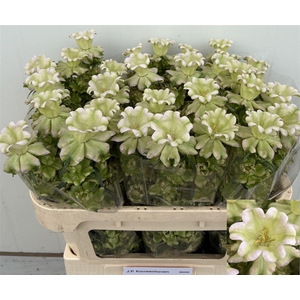 Camp M Evergreen Pearl