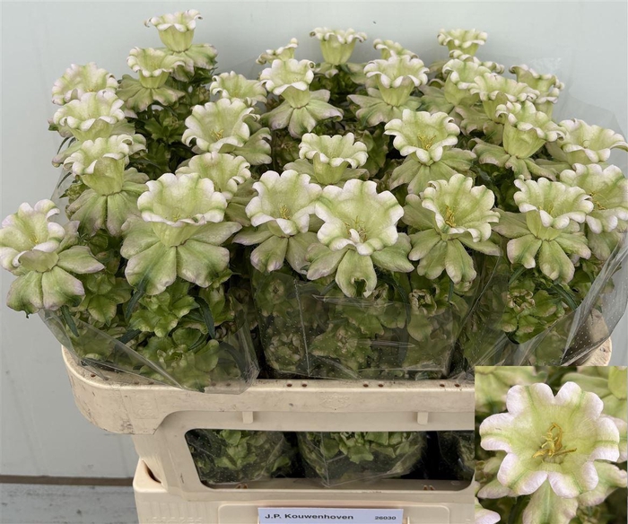 <h4>Camp M Evergreen Pearl</h4>