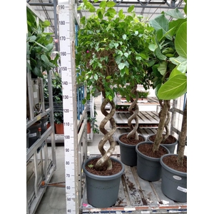 Ficus benja.   ...