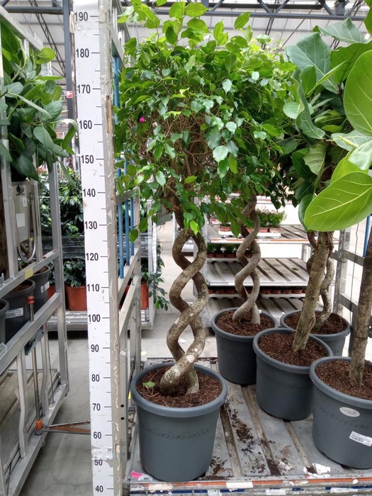 <h4>Ficus benja.   ...</h4>