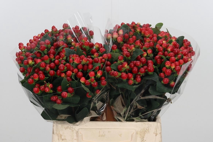 <h4>Hyp A True Romance</h4>