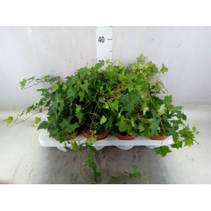 Hedera   ...green leafed