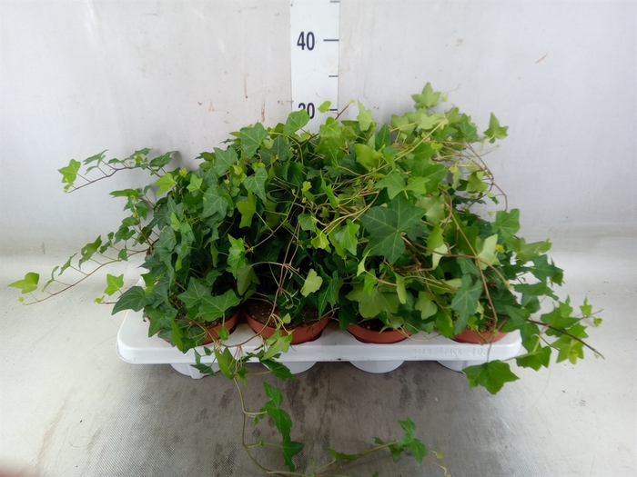 <h4>Hedera   ...green leafed</h4>