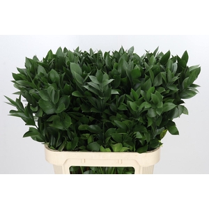 RUSCUS HYPOPHYLLUM