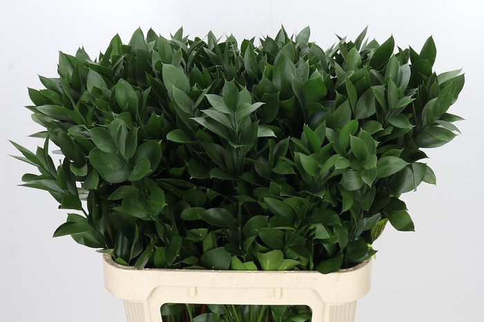 <h4>RUSCUS HYPOPHYLLUM</h4>