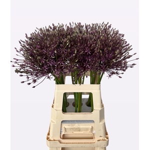 ALLIUM SPIDER