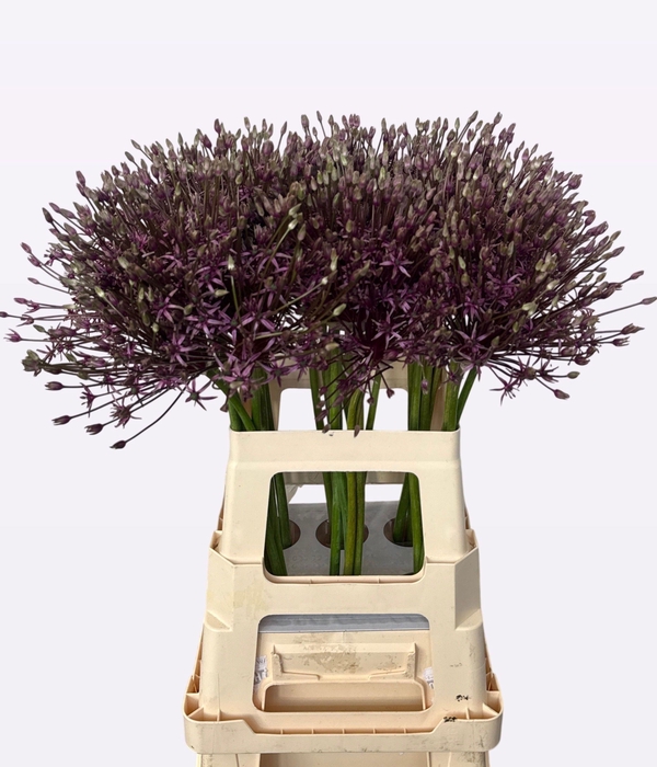 <h4>ALLIUM SPIDER</h4>
