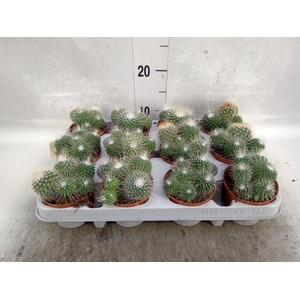 Mammillaria spinosissima