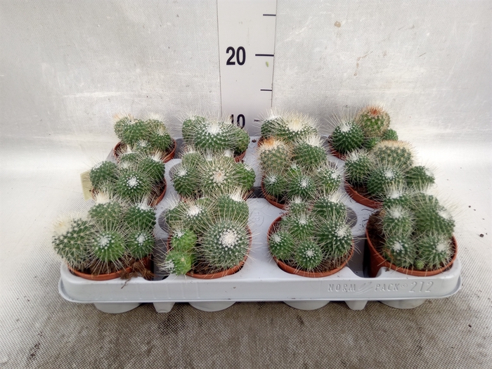 Mammillaria spinosissima