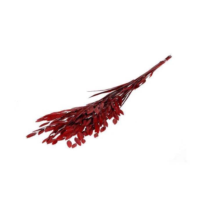 <h4>Bunch Chasmantium Pres. 80g L70</h4>