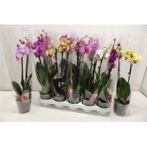 Phal Gem