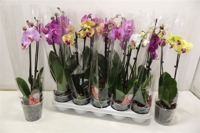 <h4>Phal Gem</h4>