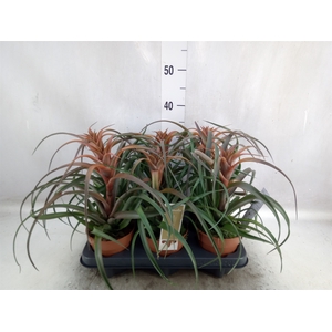 Tillandsia capitata 'Hermosa'