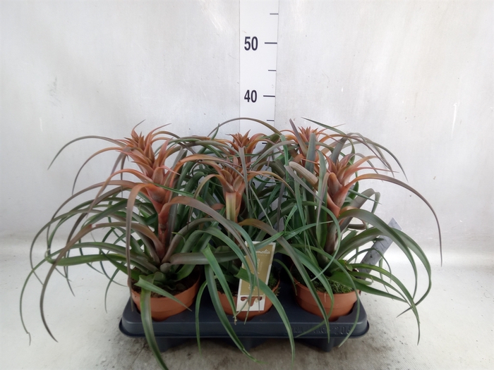 <h4>Tillandsia capitata 'Hermosa'</h4>