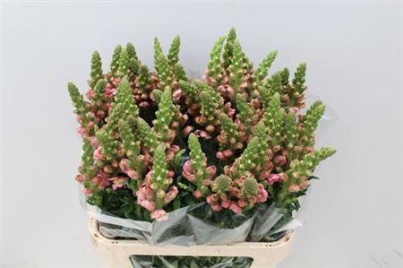 <h4>Antir Antibes Pink</h4>