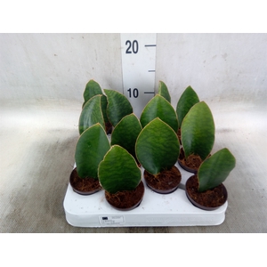 Sansevieria grandis