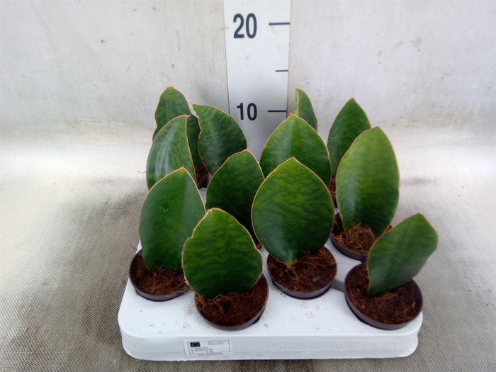<h4>Sansevieria grandis</h4>
