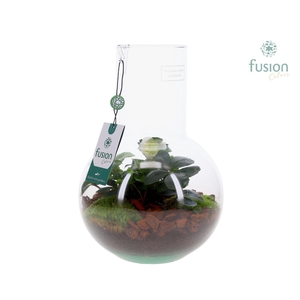 Green Bottle Suzanne Medium met Helleborus