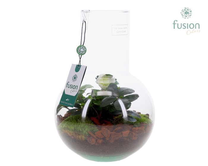 <h4>Green Bottle Suzanne Medium met Helleborus</h4>