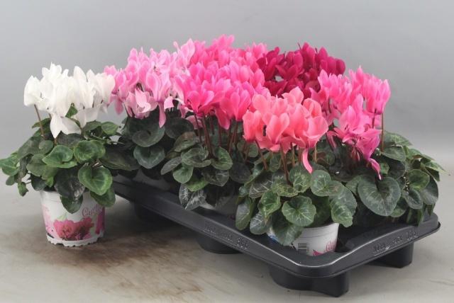 <h4>CYCL GR SUP XL</h4>