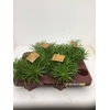 Senecio archeri 'Himalaya'
