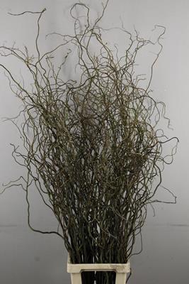 <h4>Salix Tortuosa</h4>