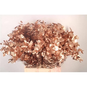 EUC CIN KLB P BOS H%