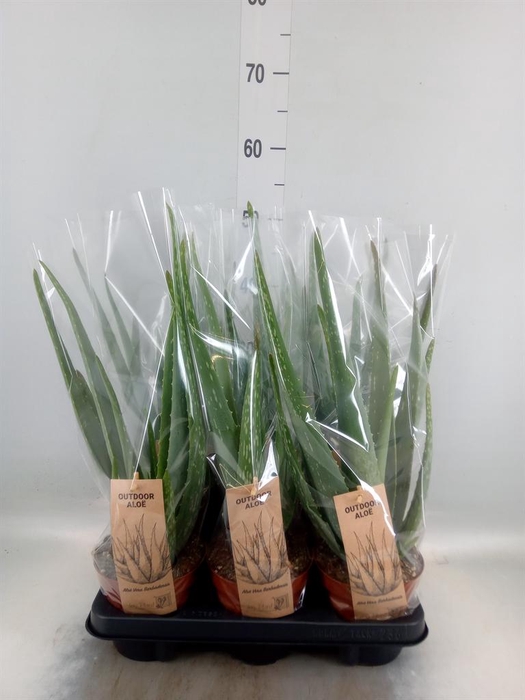 <h4>Aloe vera</h4>