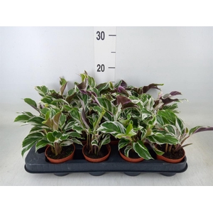 Calathea  'Fusion White'